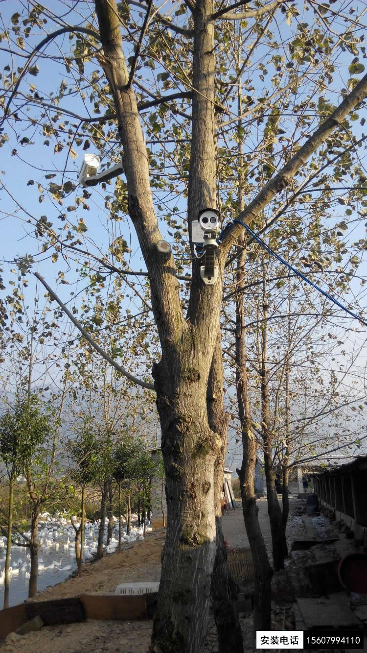 鸭鹅养殖场监控案例(图5)